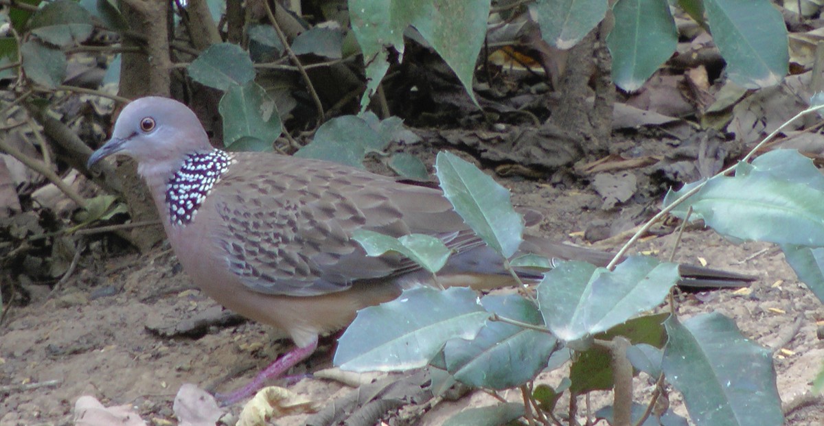 Spotted Dove - ML53168231
