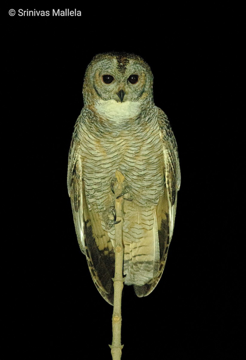 Mottled Wood-Owl - ML531685481