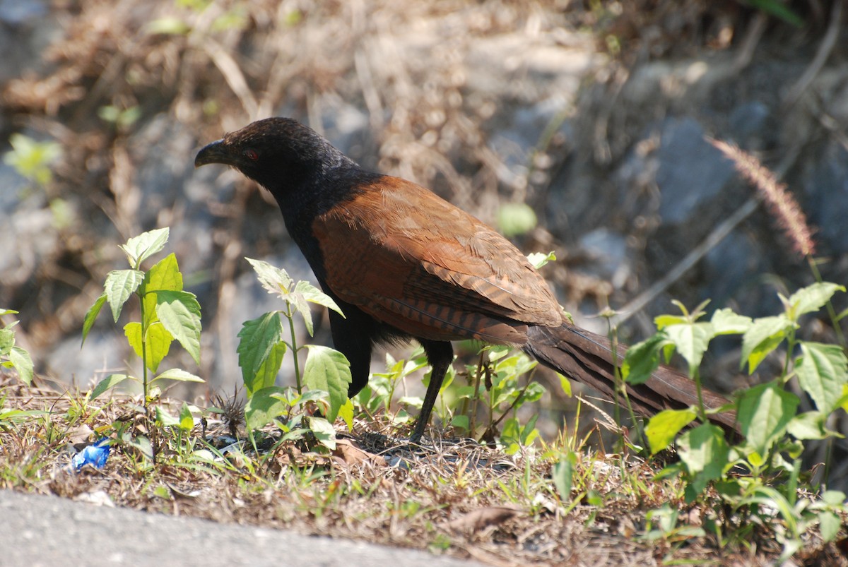 Greater Coucal - ML53168931