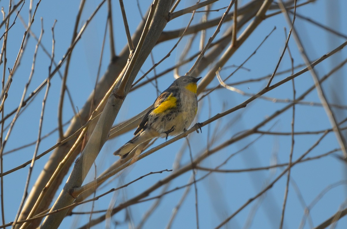 Yellow-rumped Warbler (Audubon's) - ML531690271