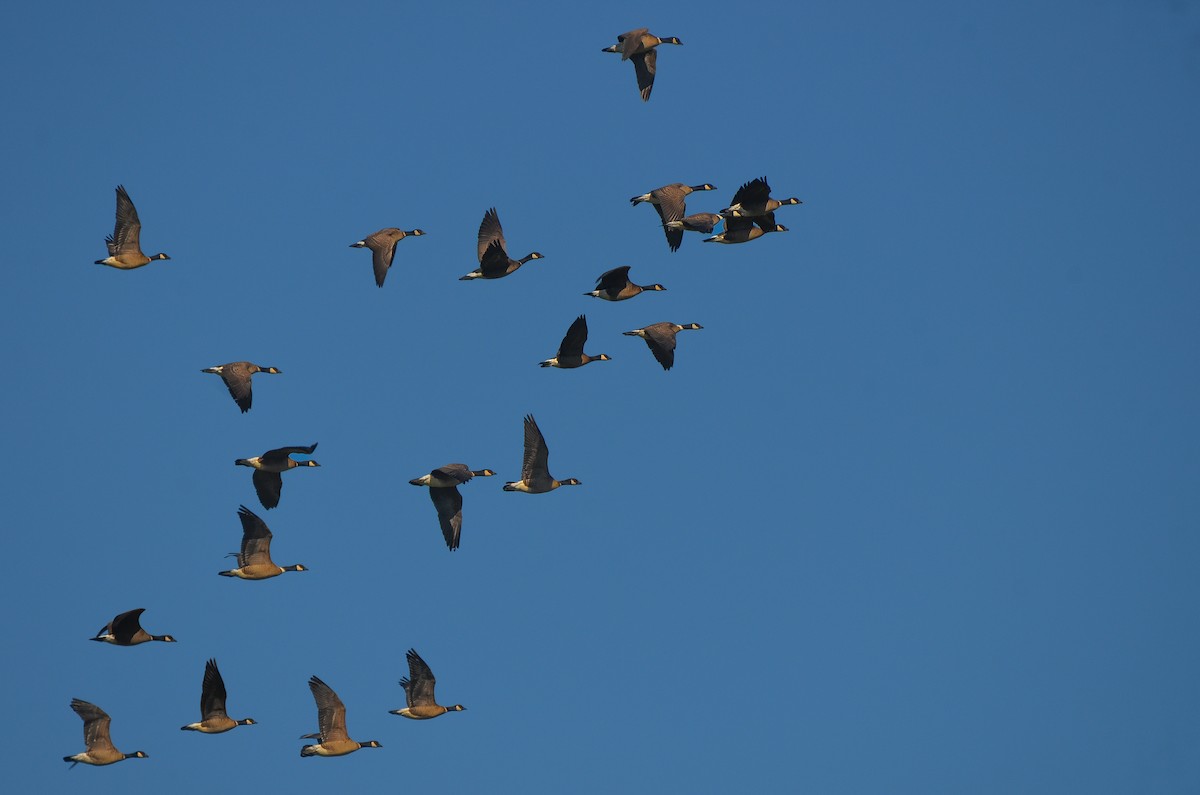 Cackling Goose (Aleutian) - ML531690891
