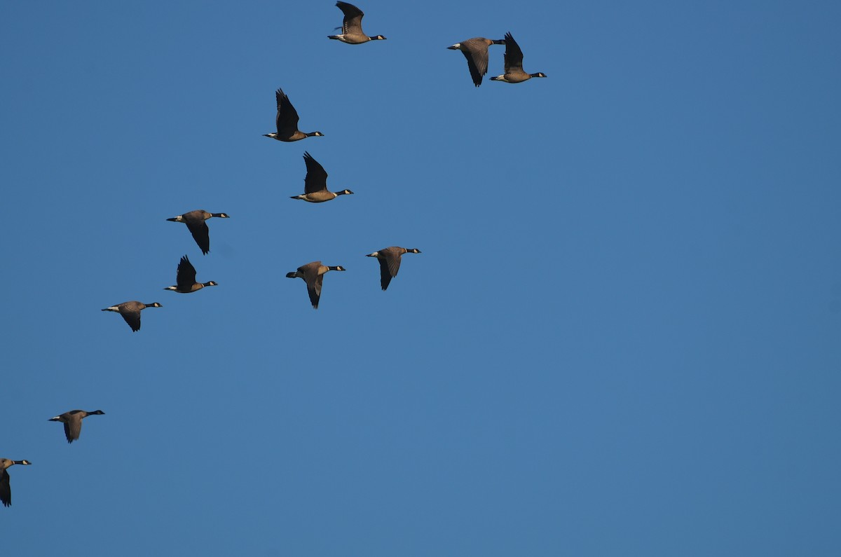 Cackling Goose (Aleutian) - ML531690901