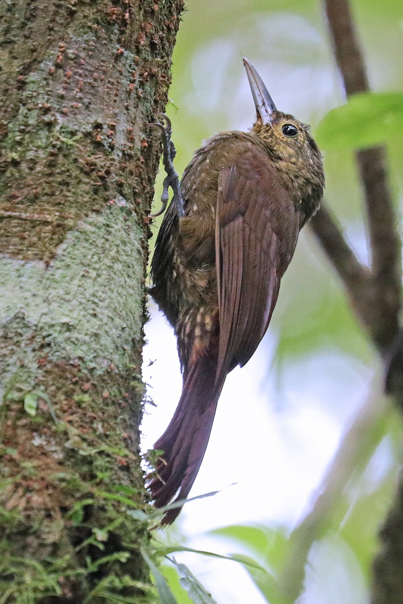 Spotted Woodcreeper - ML531694101