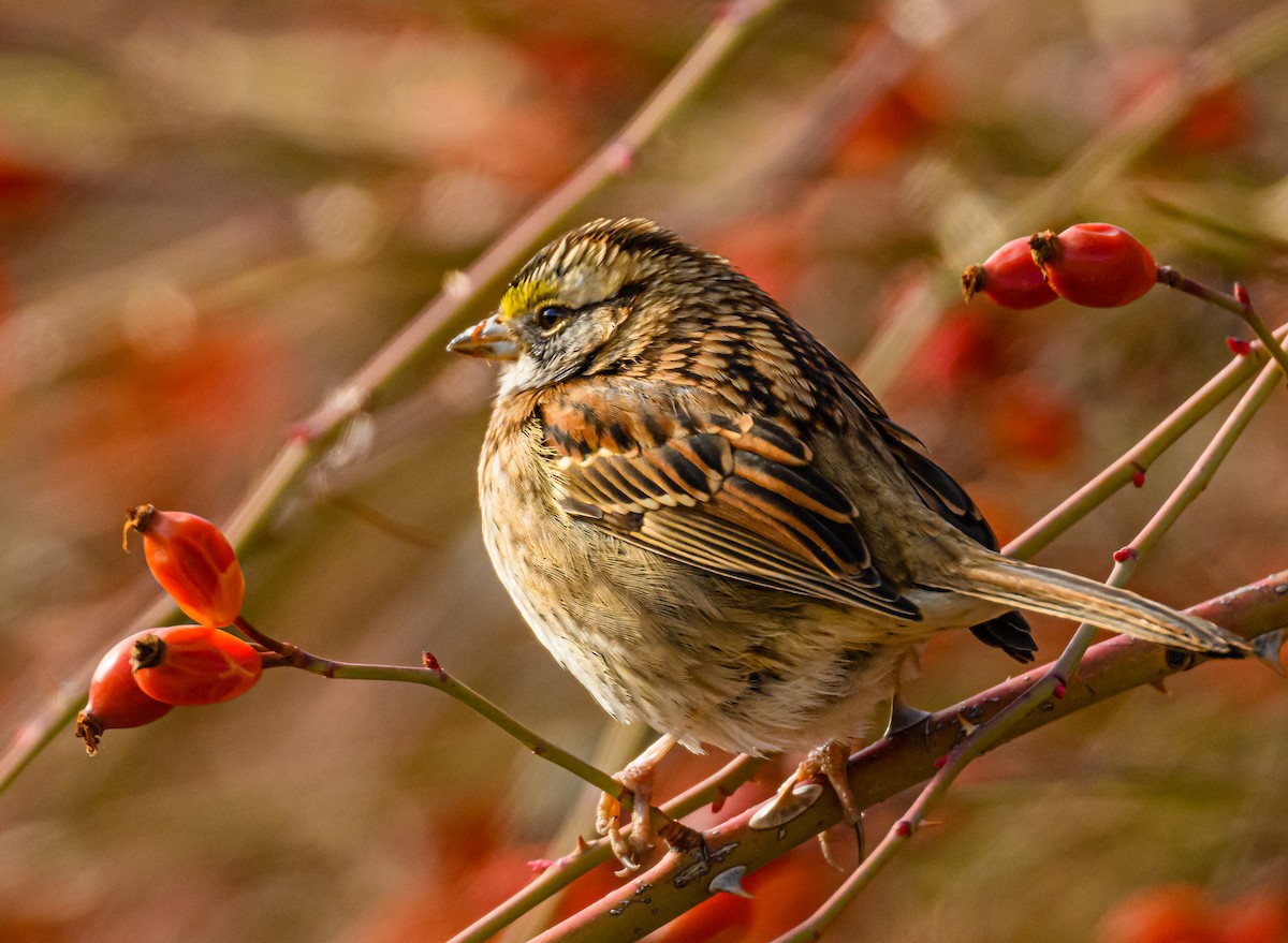White-throated Sparrow - ML531701951