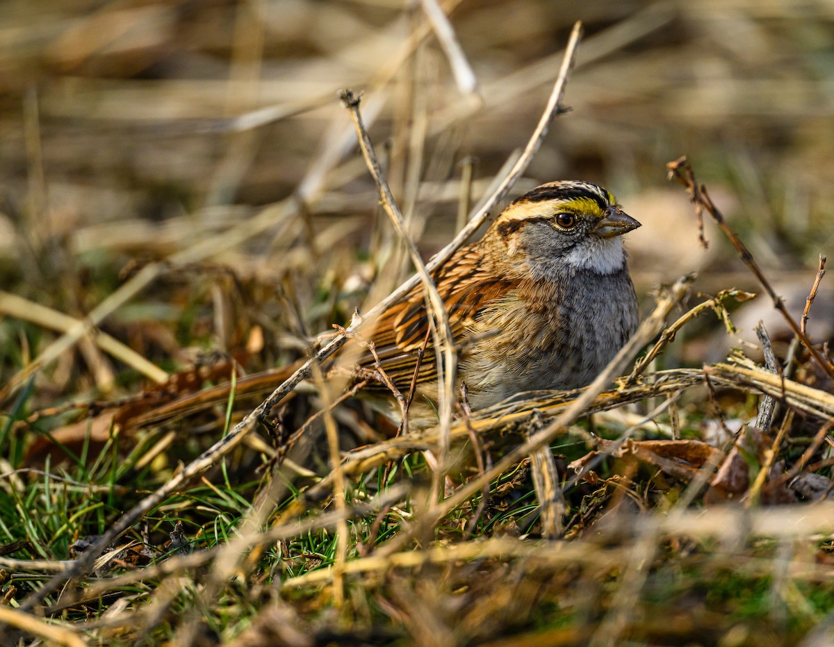 White-throated Sparrow - ML531701971