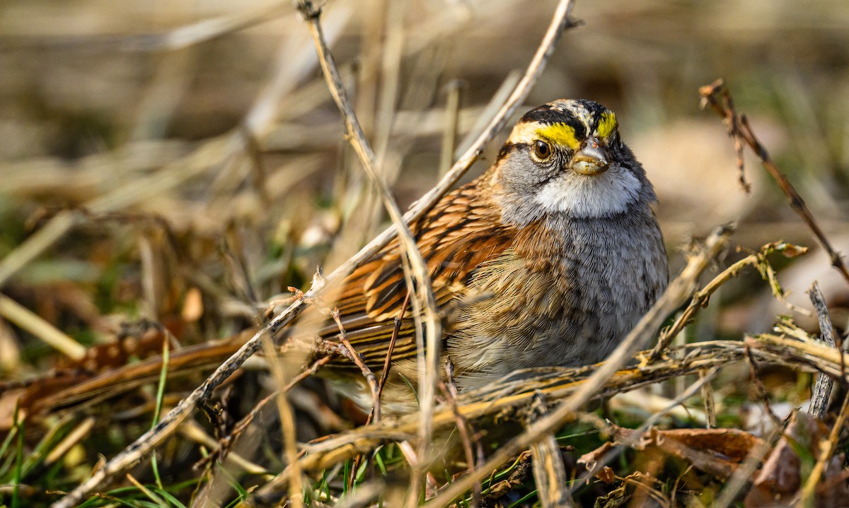 White-throated Sparrow - ML531701981