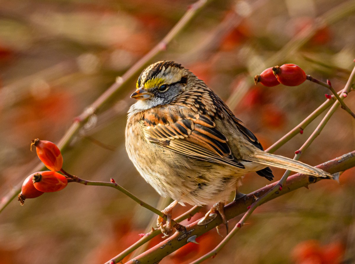 White-throated Sparrow - ML531701991