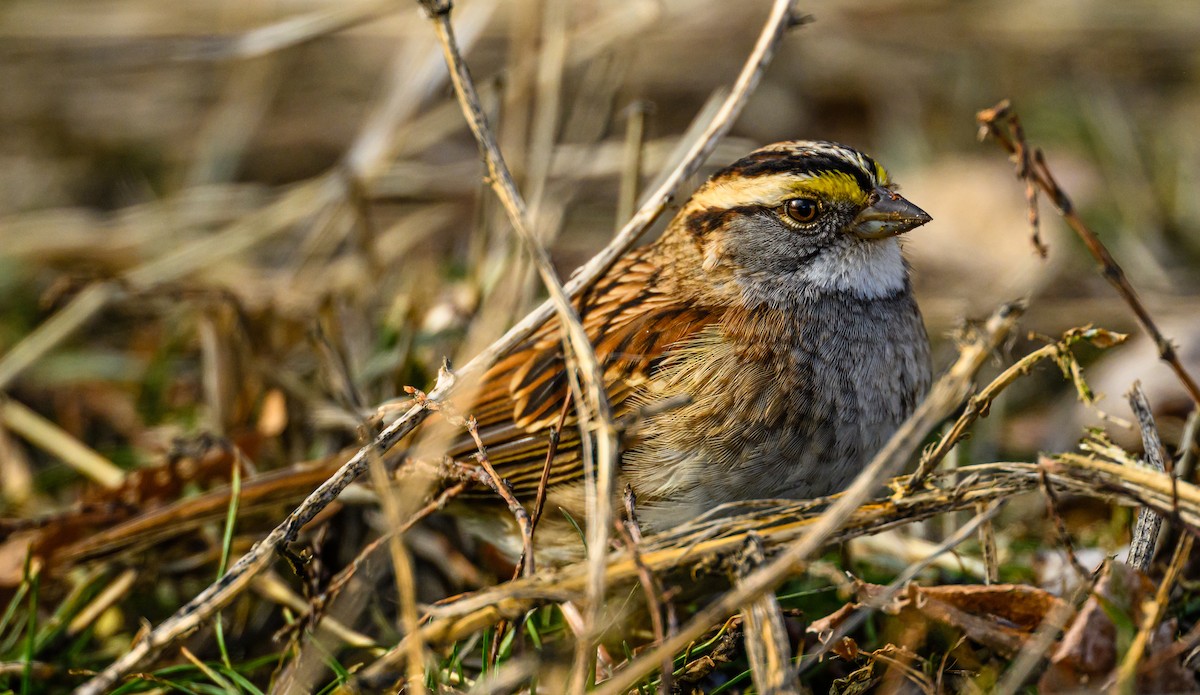 White-throated Sparrow - ML531702001