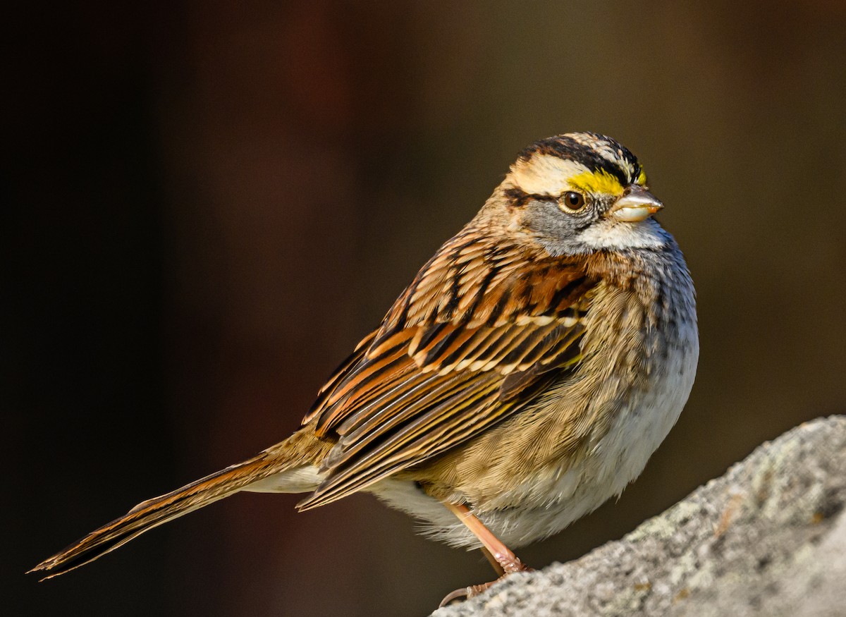White-throated Sparrow - ML531702201
