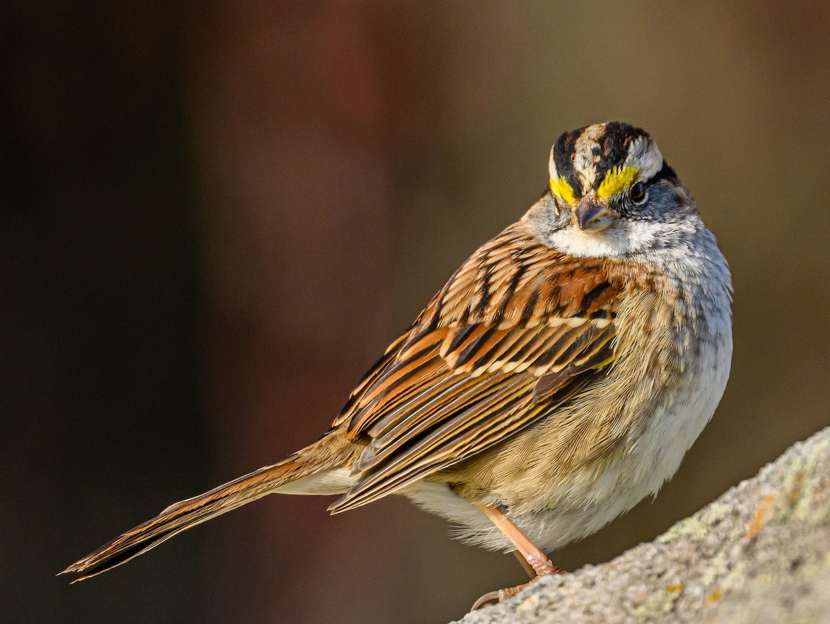 White-throated Sparrow - ML531702211