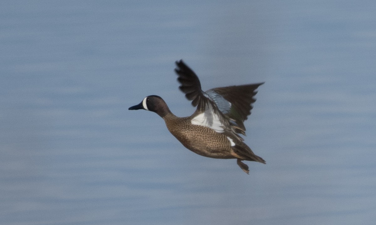 Blue-winged Teal - ML53170241