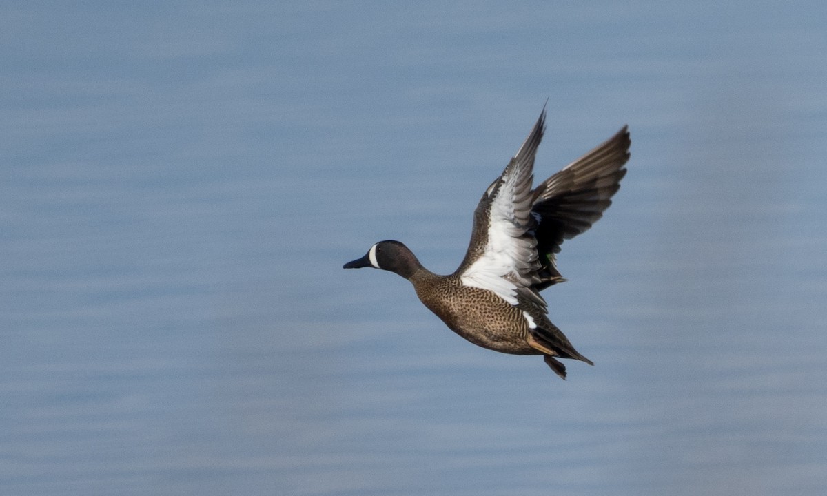 Blue-winged Teal - ML53170251