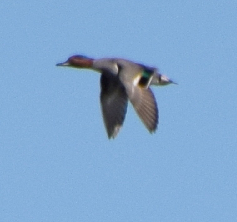 Green-winged Teal - ML531702911