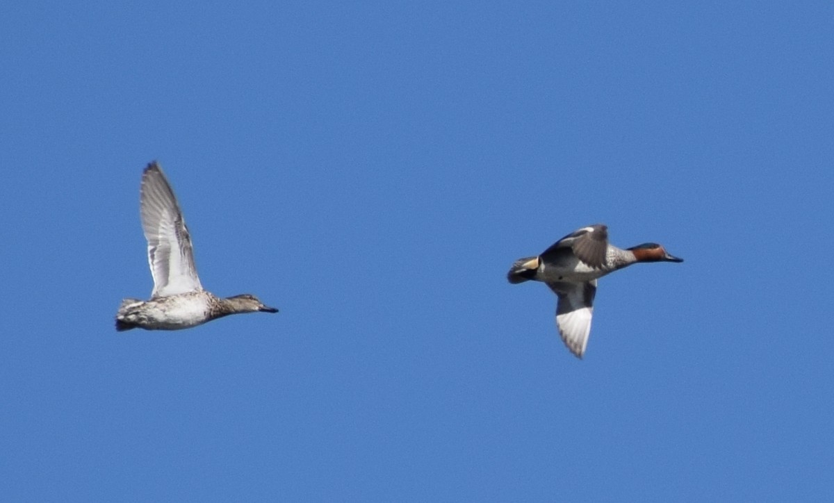 Green-winged Teal - ML531702921