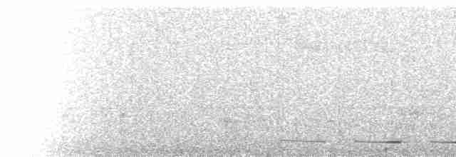  - Spotted Bamboowren