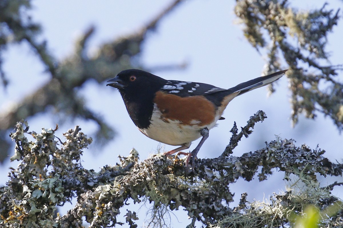 Spotted Towhee - ML53170441
