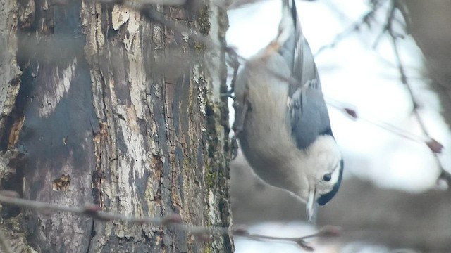 White-breasted Nuthatch - ML531708511