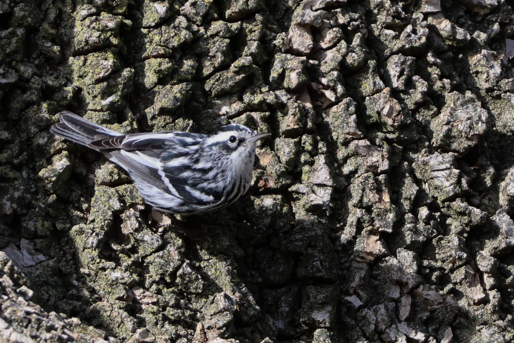 eBird Checklist 4 Feb 2023 Aurora Park, Mission Viejo 16 species