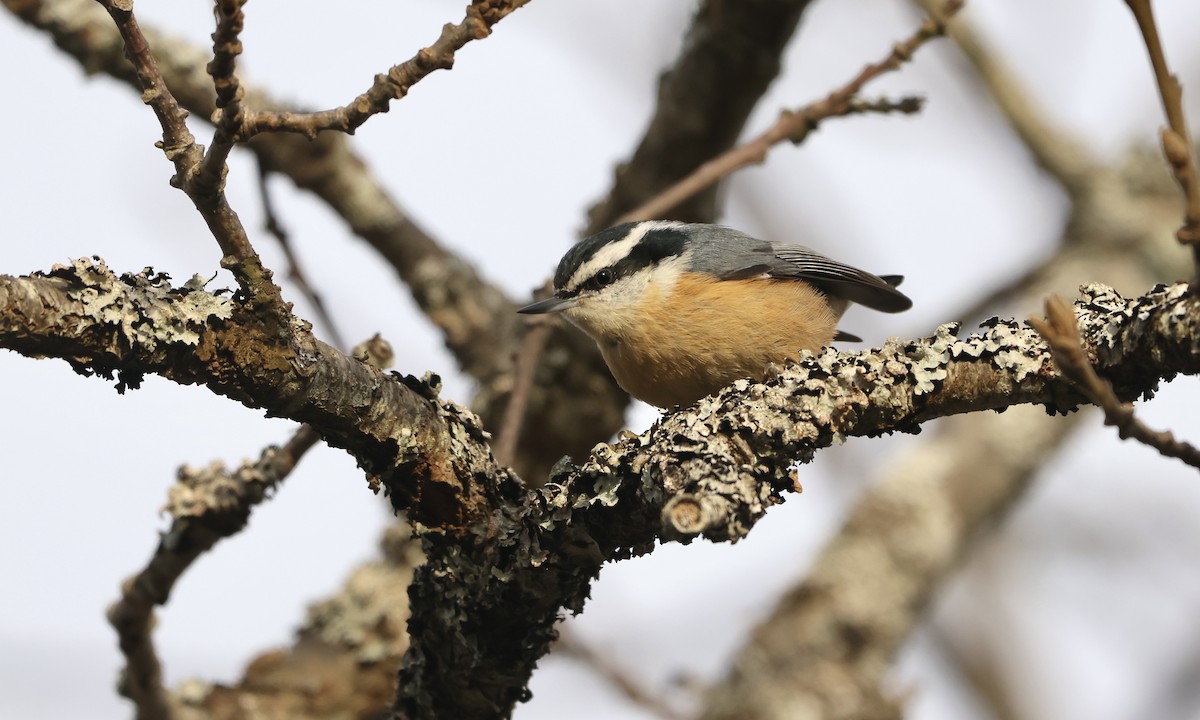 Red-breasted Nuthatch - Evan Larson