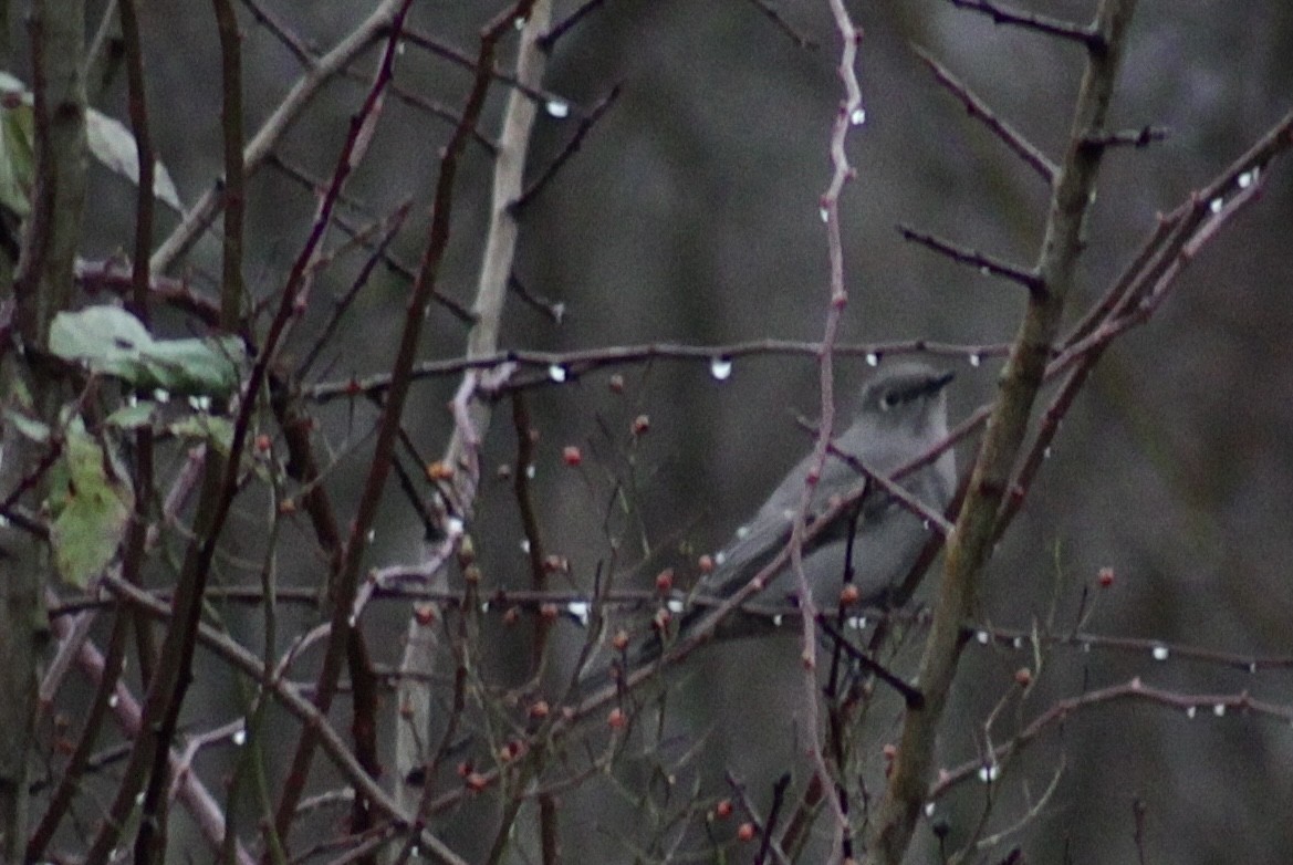 Townsend's Solitaire - ML531714911