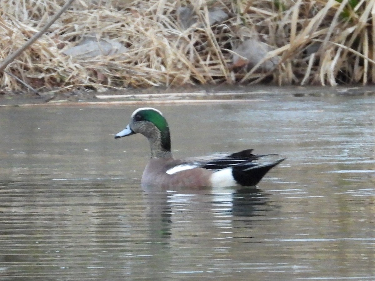 American Wigeon - Anne Ensign