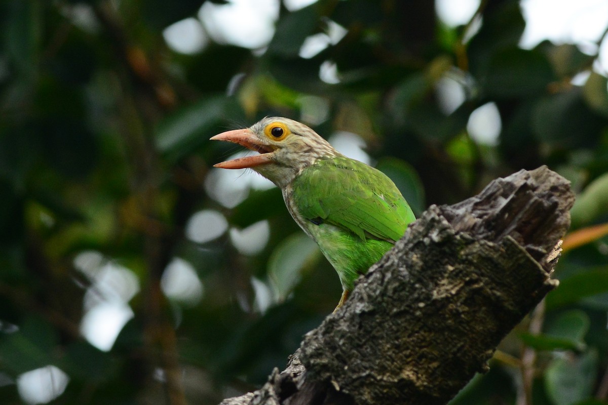 Lineated Barbet - ML531717601