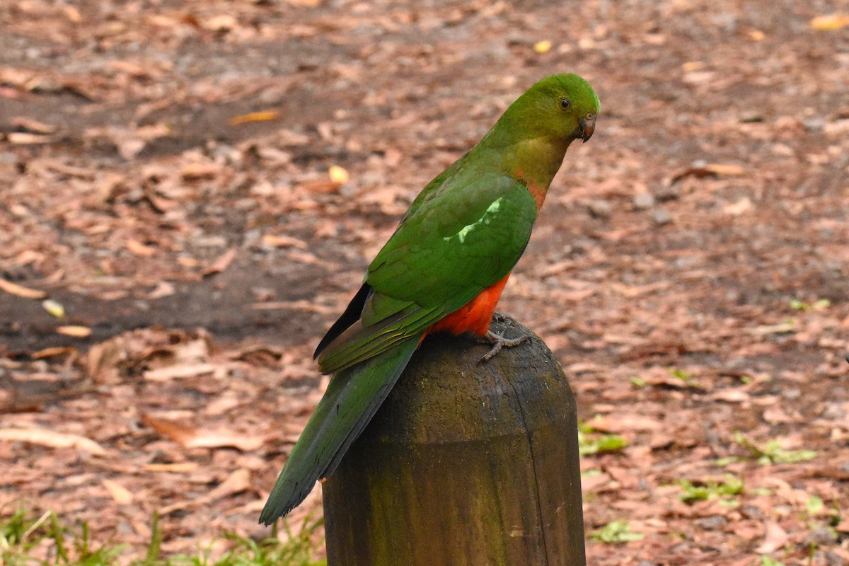 Australian King-Parrot - ML531717781