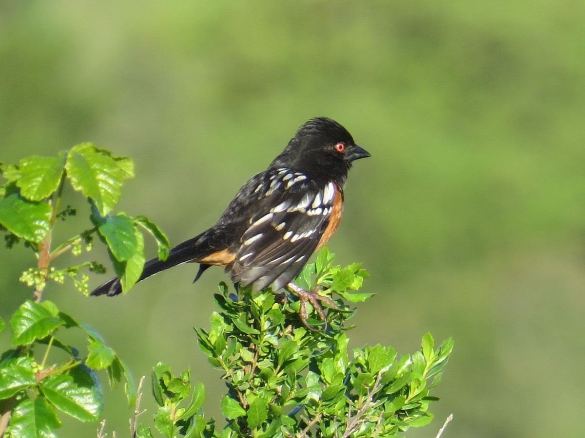 Spotted Towhee - Chris O'Connell