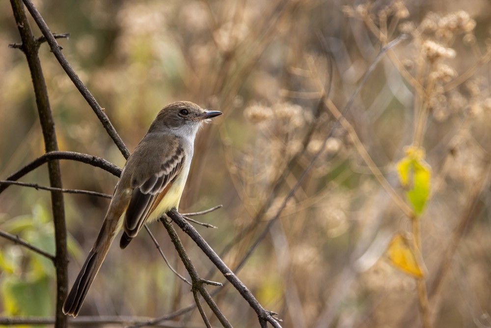 Ash-throated/Nutting's Flycatcher - ML531726491