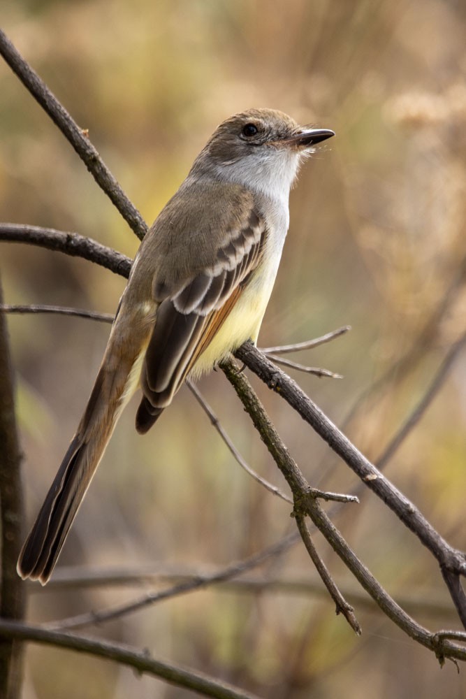 Ash-throated/Nutting's Flycatcher - ML531726501