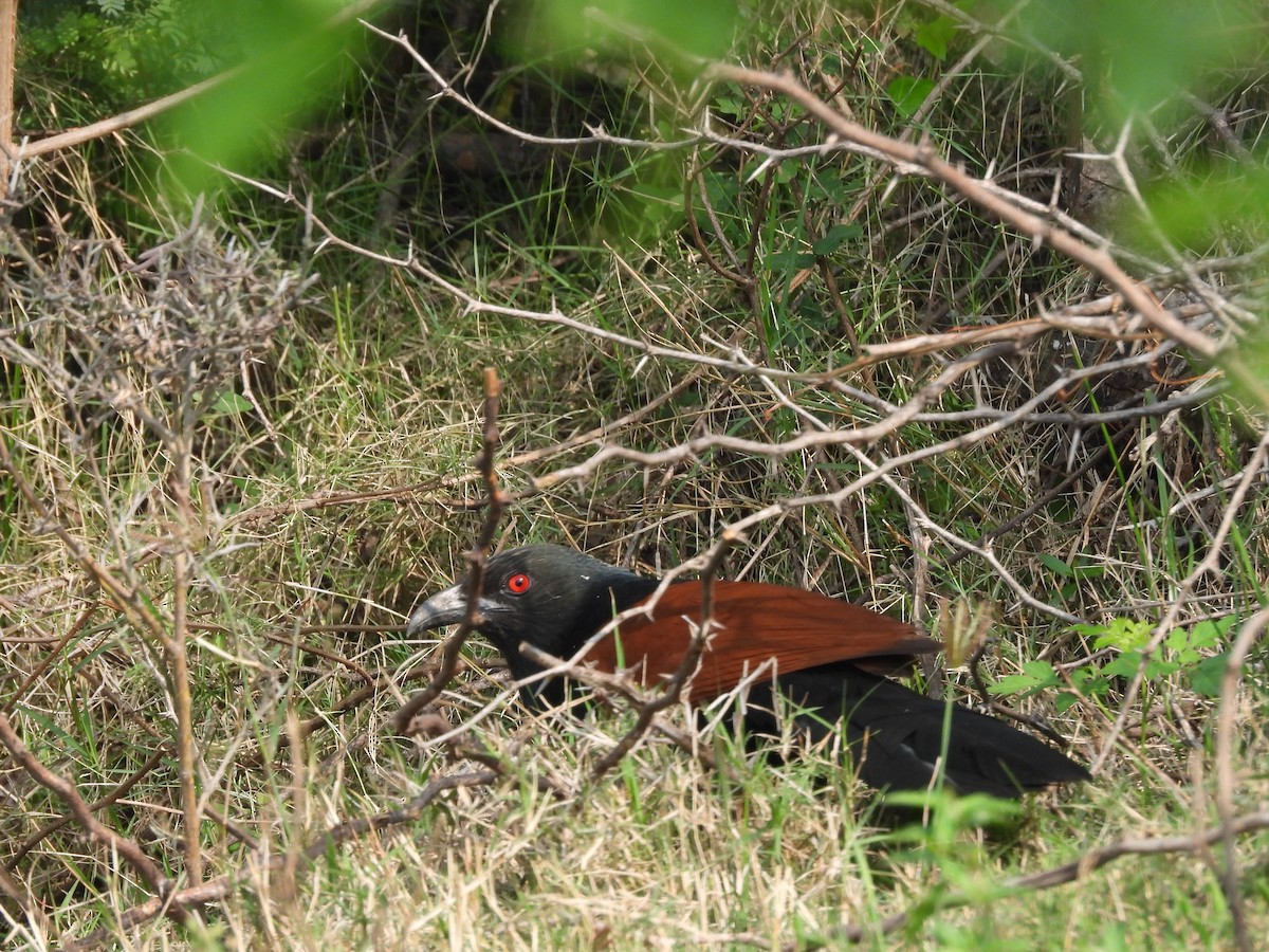 Greater Coucal - ML531728871