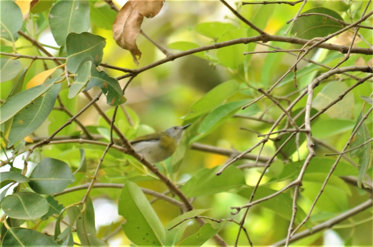 Yellow-breasted Apalis - ML53173151