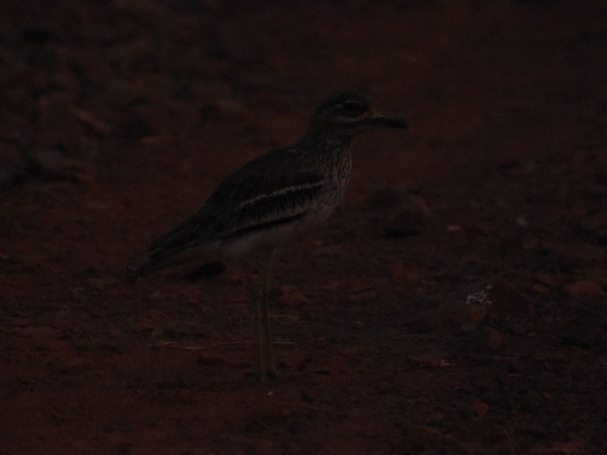 Indian Thick-knee - ML531731831