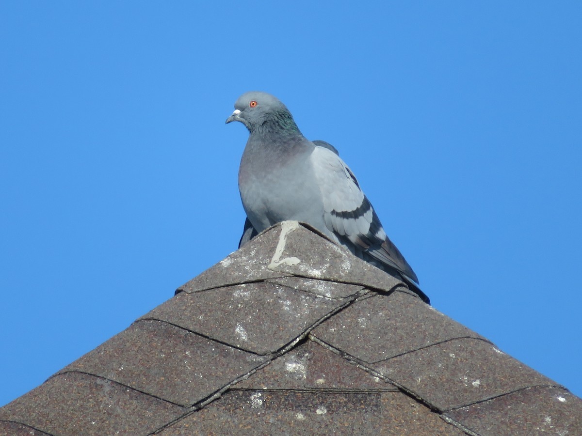Rock Pigeon (Feral Pigeon) - ML531733001
