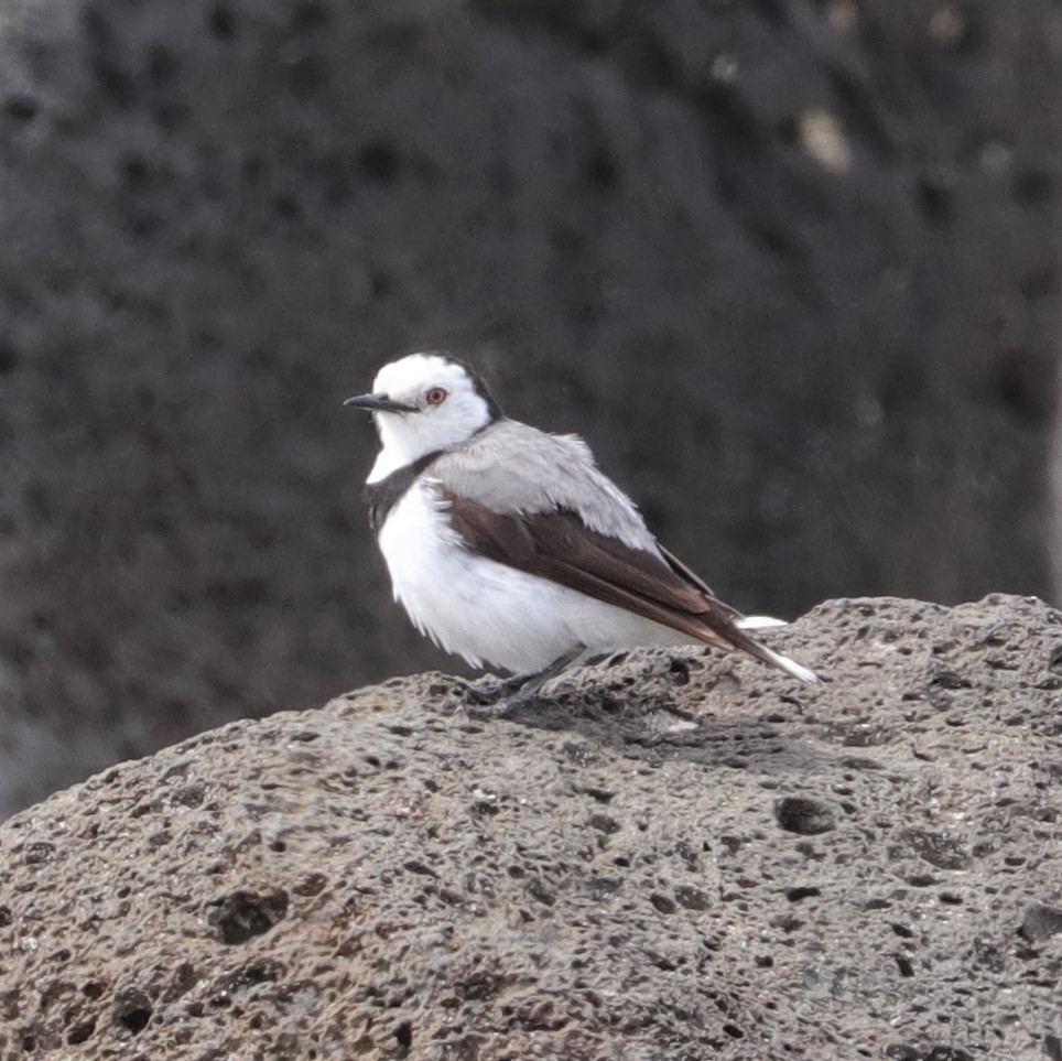 White-fronted Chat - ML531733161