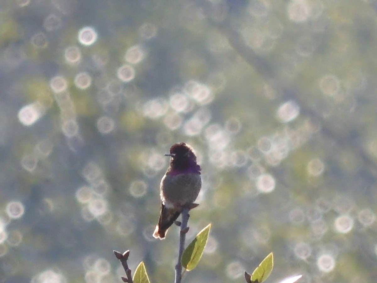 Anna's Hummingbird - ML531743221