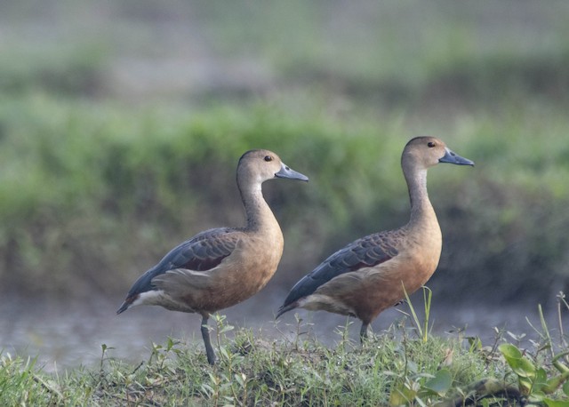 Lesser Whistling-Duck — photographed by Sayantan Ghosh