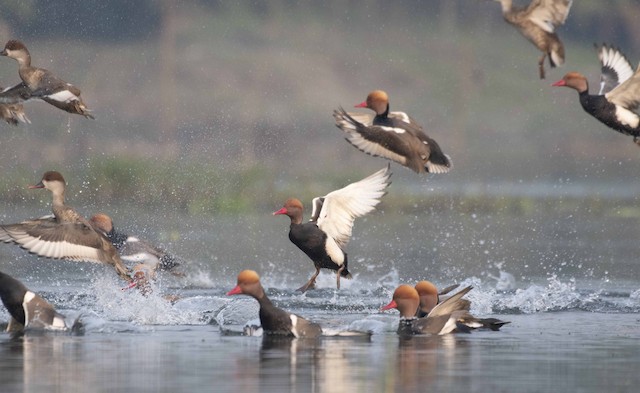 Red-crested Pochard — photographed by Sayantan Ghosh