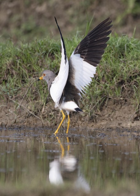 Grey-headed Lapwing — photographed by Sayantan Ghosh
