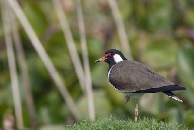 Red-wattled Lapwing — photographed by Sayantan Ghosh