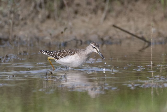 Wood Sandpiper — photographed by Sayantan Ghosh