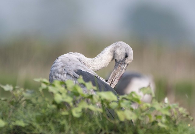 Asian Openbill — photographed by Sayantan Ghosh