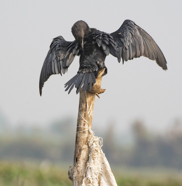 Little Cormorant — photographed by Sayantan Ghosh