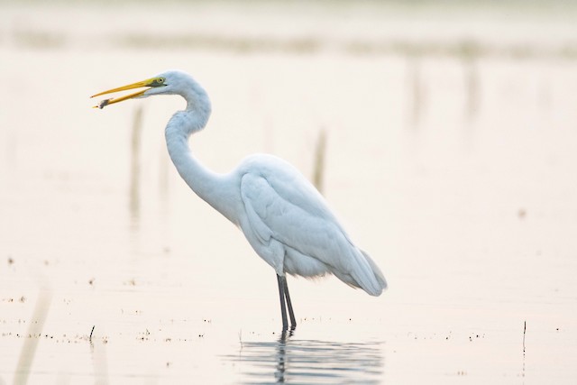 Great Egret — photographed by Sayantan Ghosh