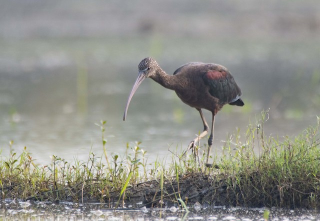 Glossy Ibis — photographed by Sayantan Ghosh