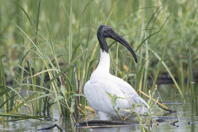 Black-headed Ibis — photographed by Sayantan Ghosh