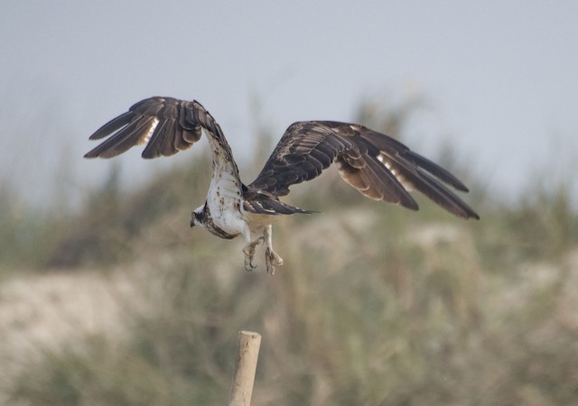 Osprey — photographed by Sayantan Ghosh