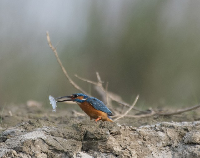 Common Kingfisher (Small Blue Kingfisher) — photographed by Sayantan Ghosh