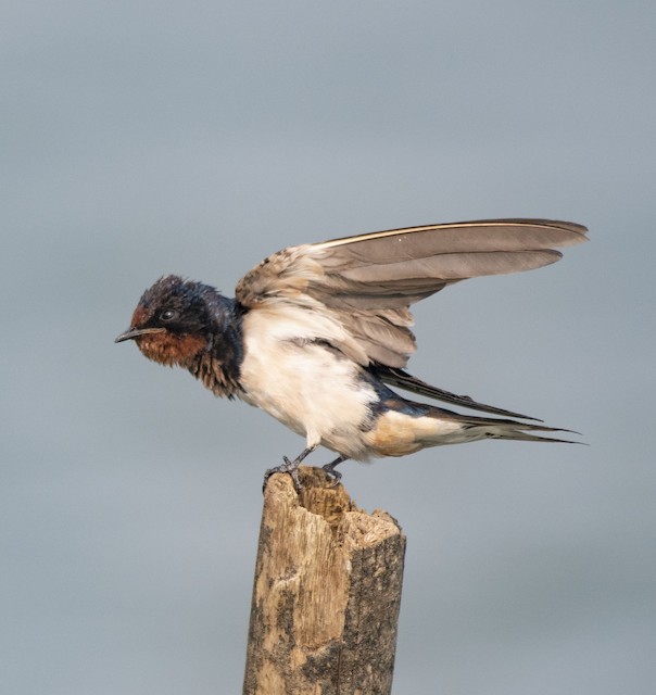 Barn Swallow — photographed by Sayantan Ghosh