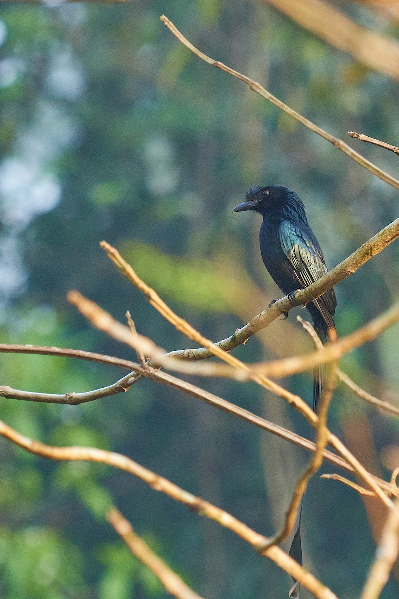 Greater Racket-tailed Drongo - ML531749001